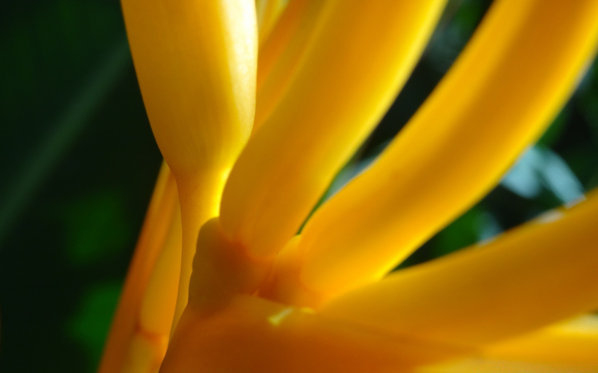 macro nature flower bright outdoors color leaf blur summer flora