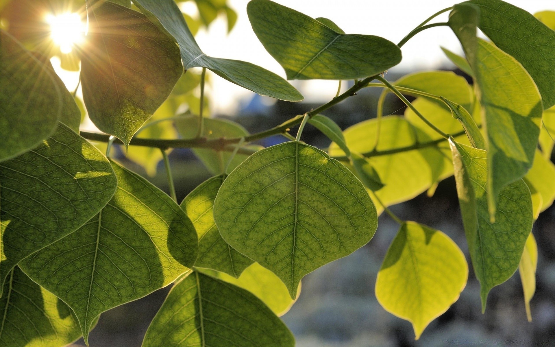 makroaufnahme blatt natur flora wachstum sommer hell filiale im freien garten baum medium schließen farbe gutes wetter