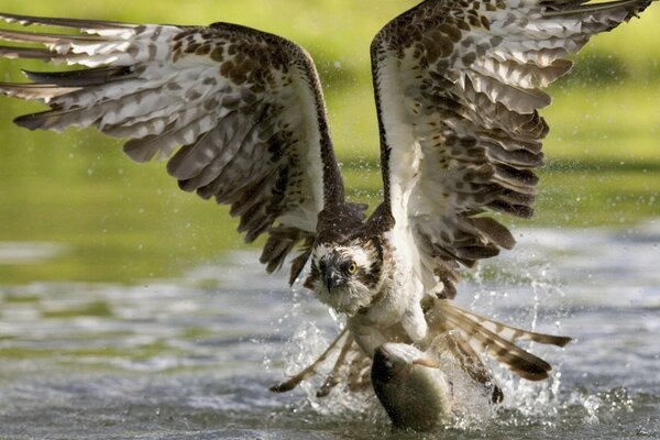 Wildlife bird in flight wallpaper