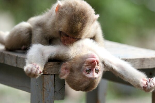 Two cute monkeys are resting for a few days