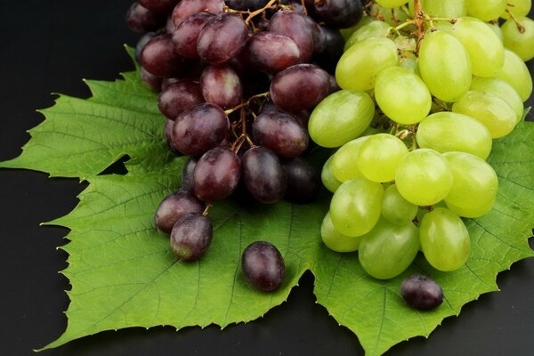 Bunches of ripe grapes on the leaves