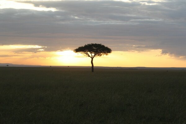 Desierto con un árbol solitario