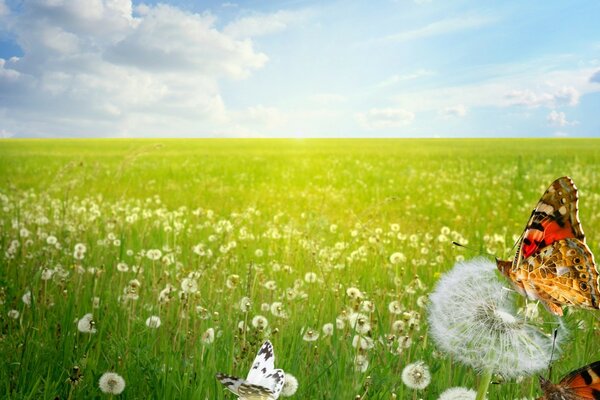 Butterflies on the field with dandelions in summer