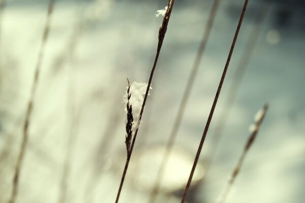 Spikelets and stems on a light background