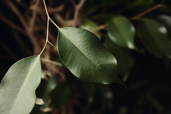 Macro photography of Green tree leaves