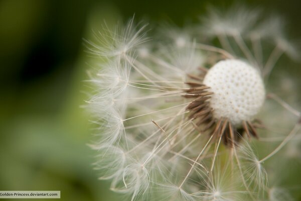 Almost a dandelion on a black and green background