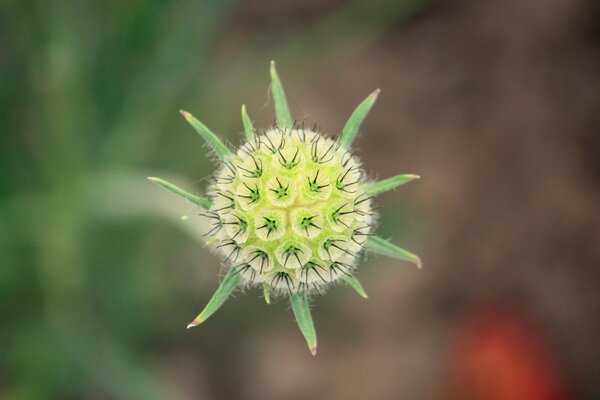 Fotografía macro de una flor no desatada