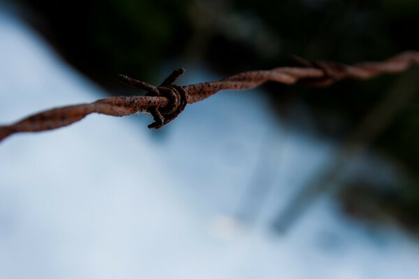 Barbed rusty wire on a blurry background