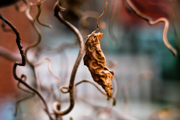 Folhas secas e caules da planta