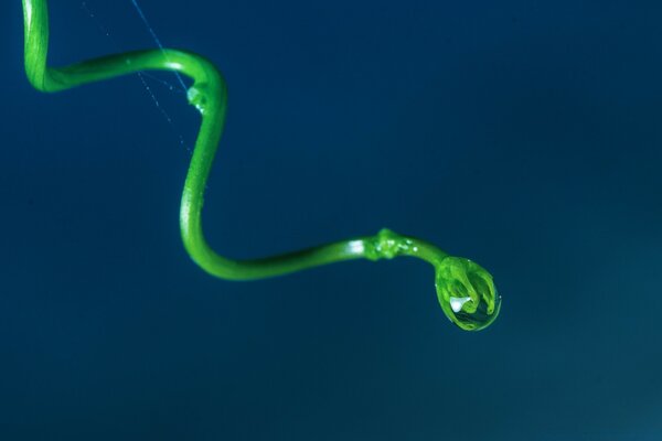 Green snake-like sprout with a drop of water