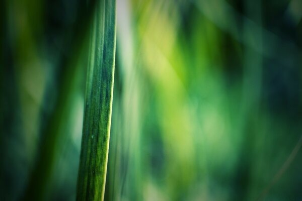 Green foliage image