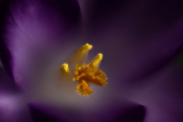 The stamens of the purple flower are closely removed