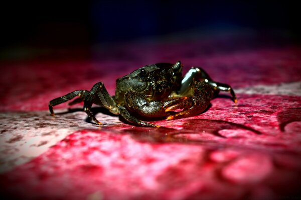 Wild frog close-up