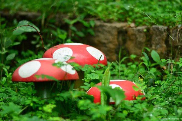 Fotografía natural del Jardín, las hojas y la hierba