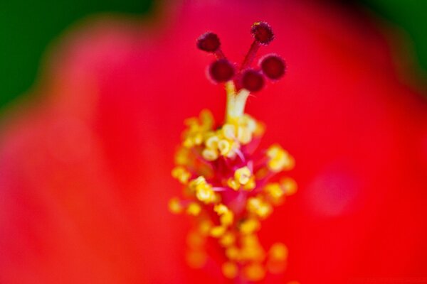 Beautiful red flower macro