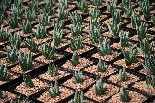 Cactus en tazones durante la fotografía macro