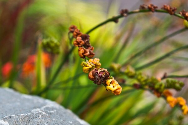 Bellissimo ramoscello di fiori vicino alla pietra