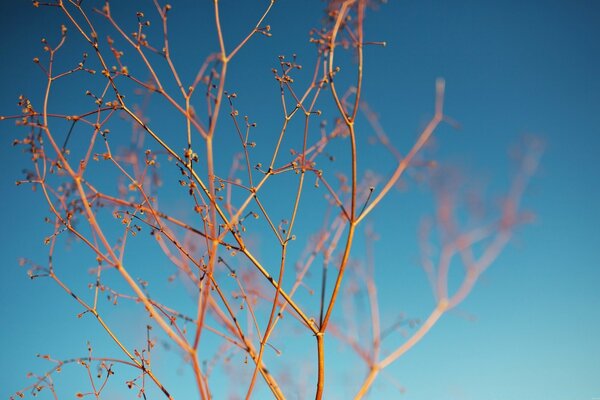 Braune Zweige eines Baumes. Knospen am Deiva im Frühling