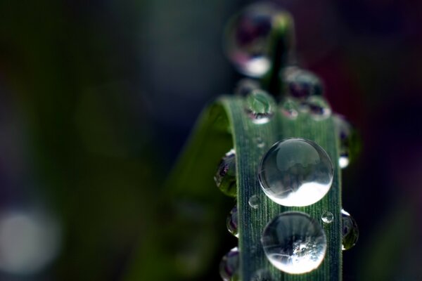 Large drops of fresh dew