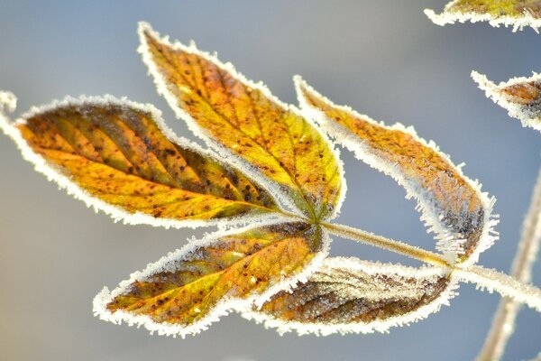 Feuilles jaunes sous le premier givre