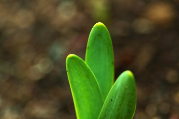 A budding sprout of a green plant