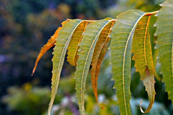 Las hojas del árbol están cerca. Amarillo-verde