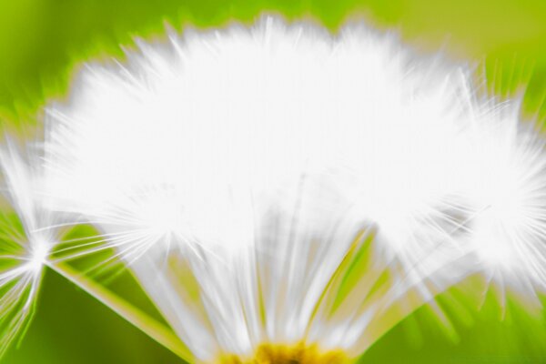 Weißer Löwenzahn. Sommer. Die Natur