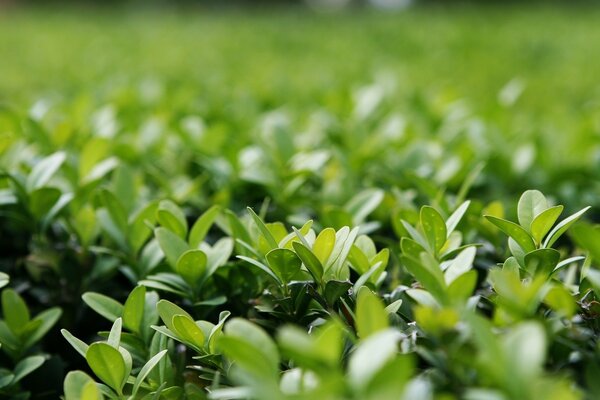 Plantas verdes con hojas pequeñas. Calvero