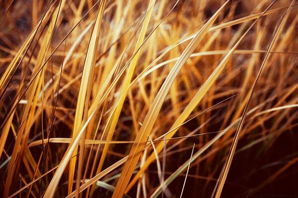 Feuilles d or d herbe dans les rayons du soleil