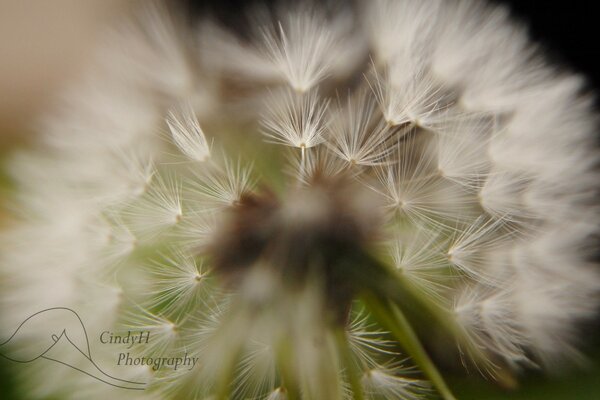 Professional Dandelion photography