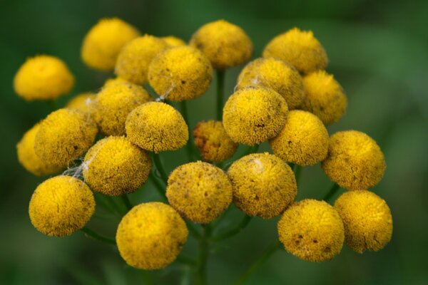 Yellow plant heads