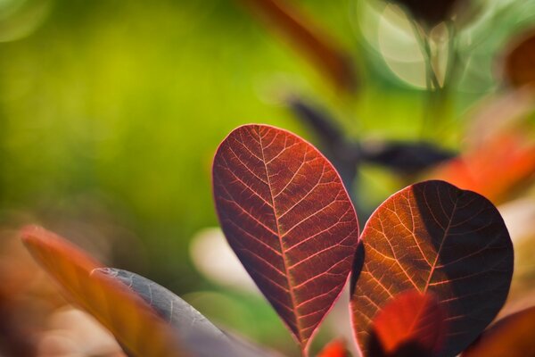 Folhas marrons de outono em um fundo verde