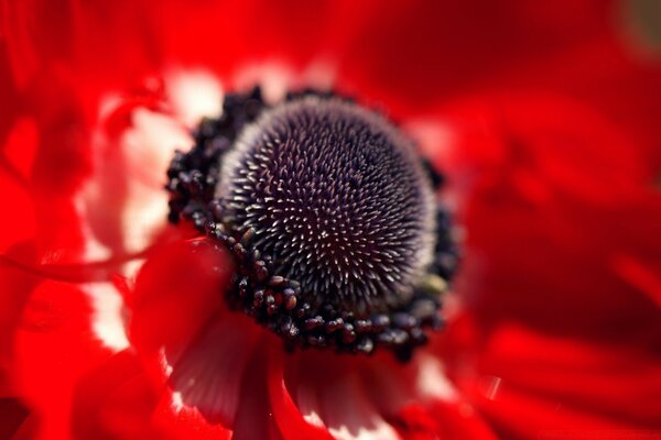 Rote Blume Nahaufnahme