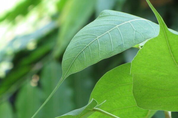 Ordinary green tree leaves