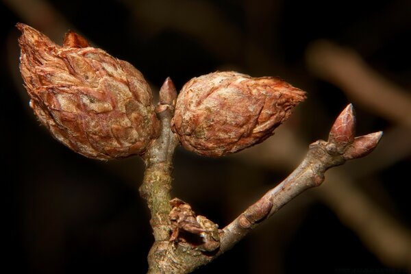 Fotografia Macro de galhos e cachos à noite