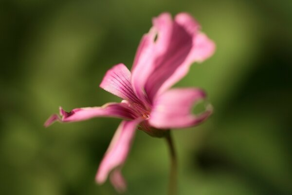 Beautiful pink flower