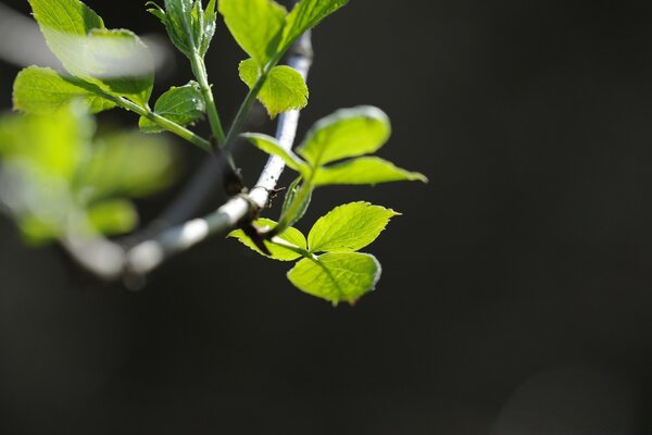 Feuille verte. Vert vif