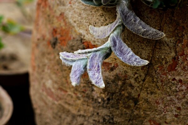 Pousse d une fleur d une souche en bois