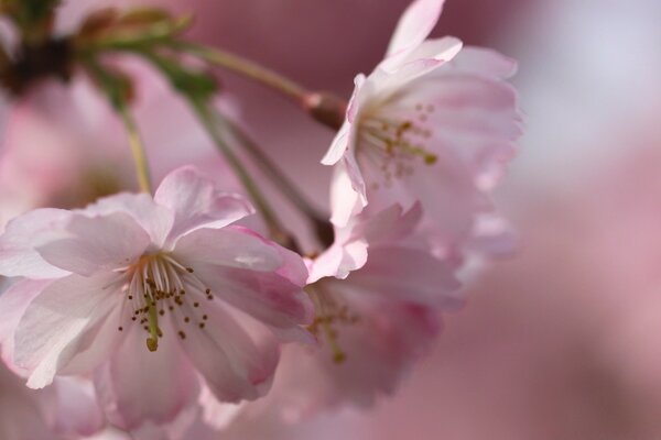 Photo of a pink cherry blossom on a pink shade