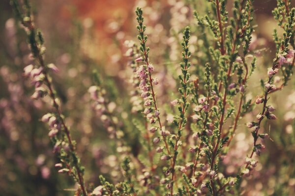 Flores silvestres en el sol