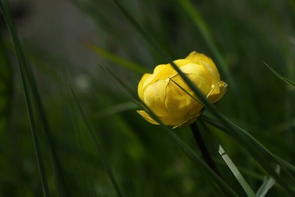 La naissance d une fleur qui a été photographiée en macro