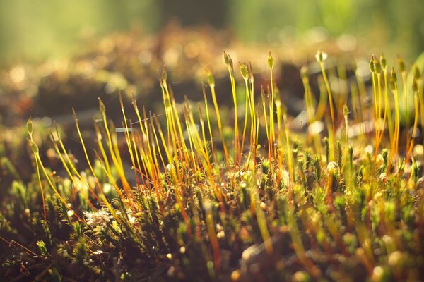 Photographie macro inhabituelle de la flore