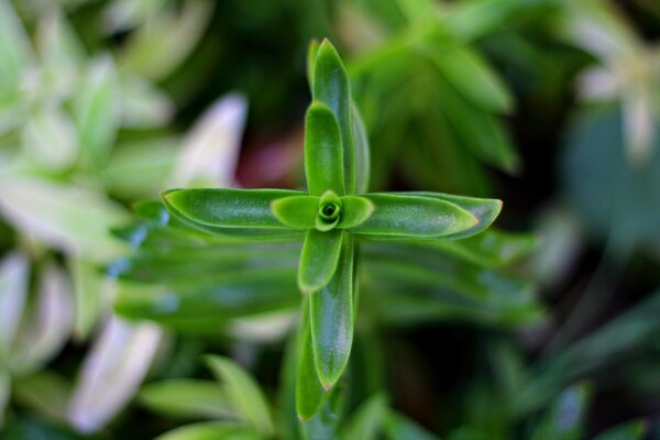 Fotografía macro de la floración de las hojas del arbusto verde