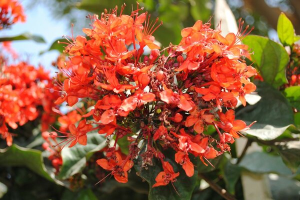 Árvore laranja florescendo no jardim