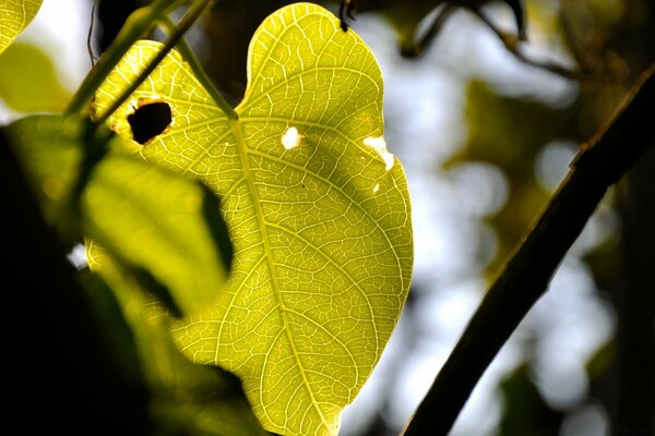 La fotografía macro es capaz de capturar la belleza de incluso una hoja de fragmento