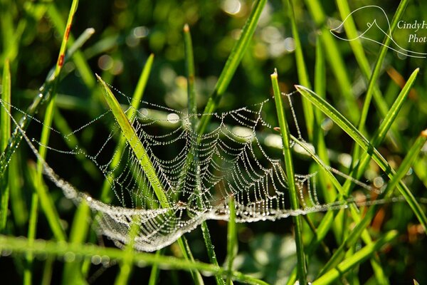 Spider webs on green grass