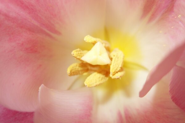 Blumen von innen ähneln Planeten in einer anderen Galaxie