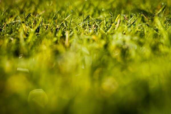 Micro-image de verdure d herbe juteuse