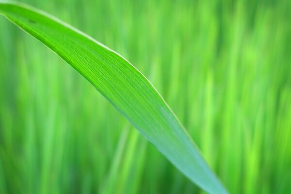 Green meadow grass on macro photography