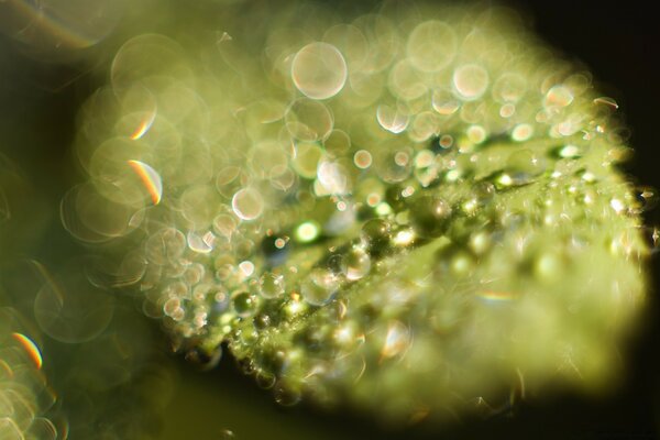 Macro flou de rosée sur les feuilles